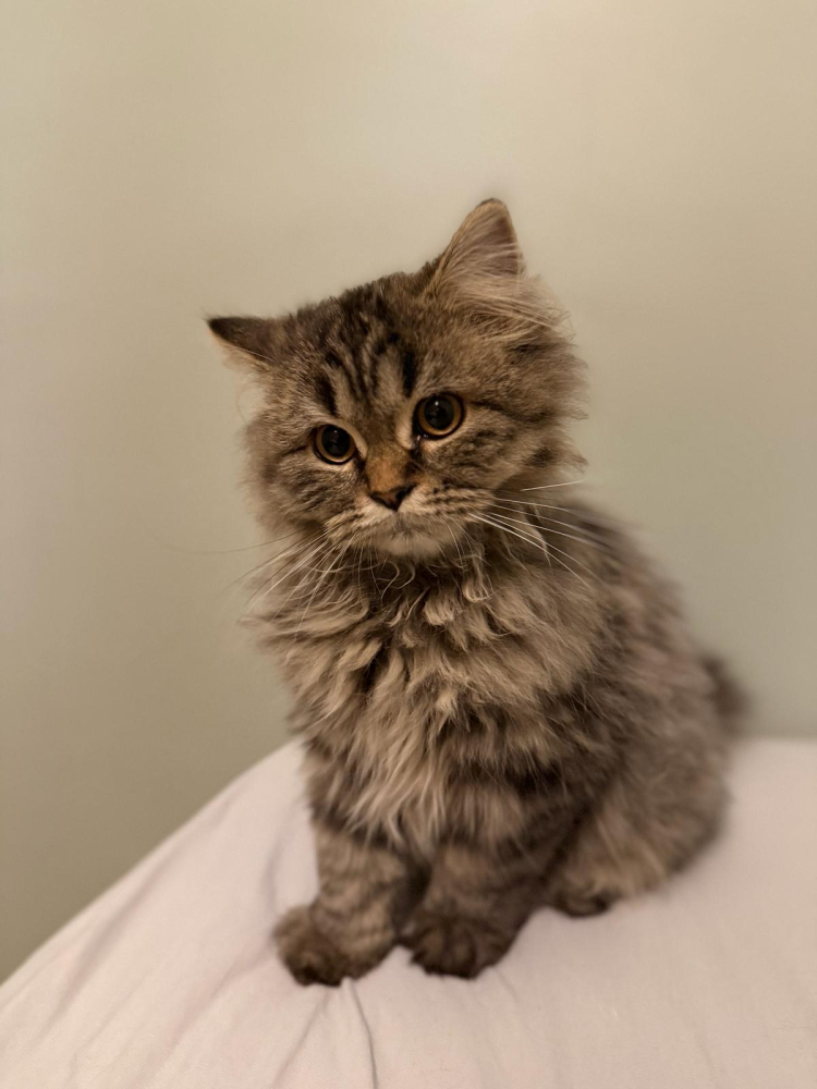 Kediler sandığımızdan çok daha sonra yoldaşımız oldu